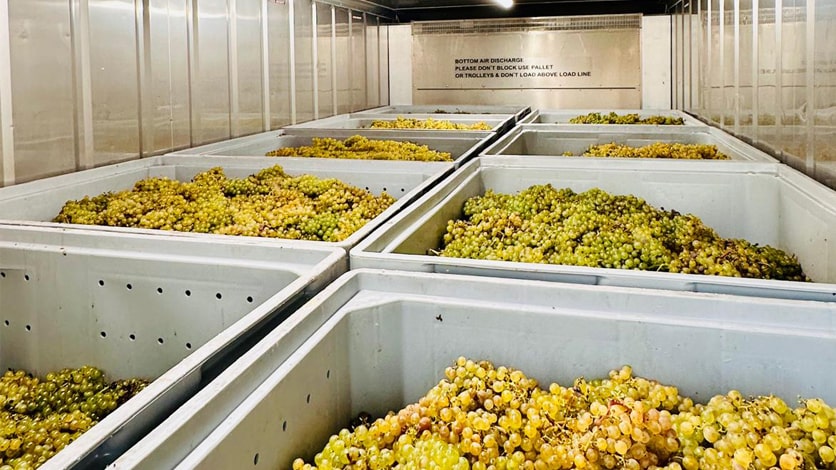 Cold Storage for Wineries and Vineyeards