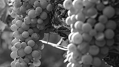 Aziende vinicole e vigneti