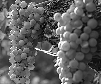 Aziende vinicole e vigneti