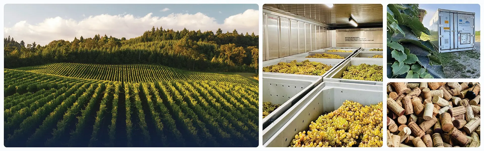 stoccaggio refrigerato per il settore vinicolo